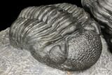 Pair of Pedinopariops Trilobites - Mrakib, Morocco #125294-2
